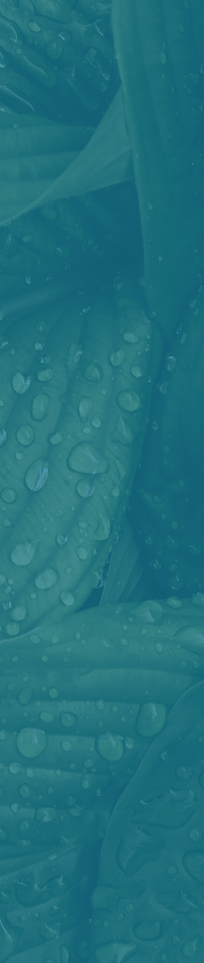 Fondo